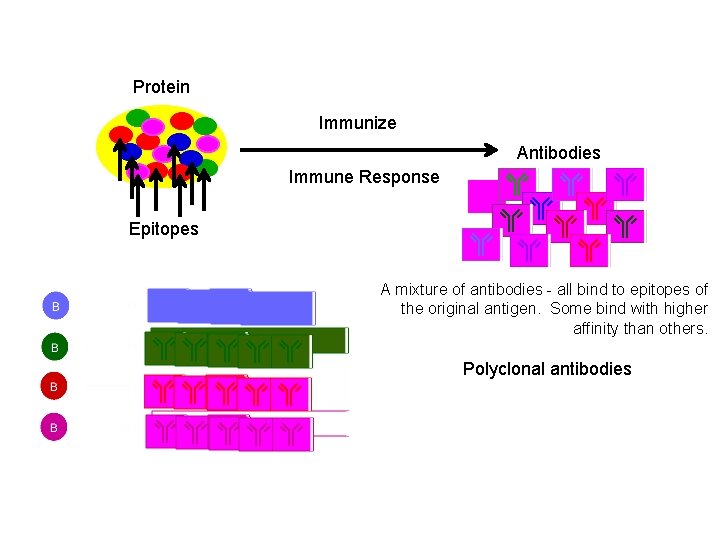 Protein Immunize Antibodies Immune Response Epitopes A mixture of antibodies - all bind to