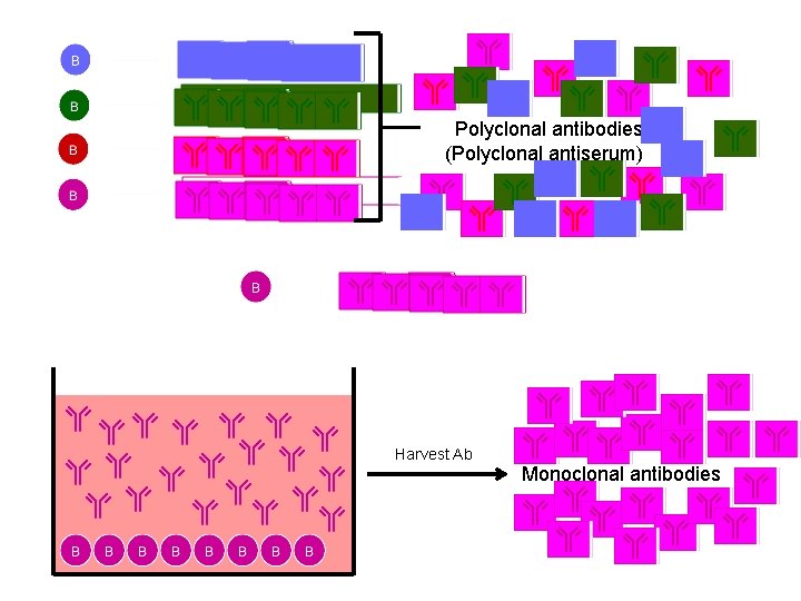Polyclonal antibodies (Polyclonal antiserum) Harvest Ab Monoclonal antibodies 