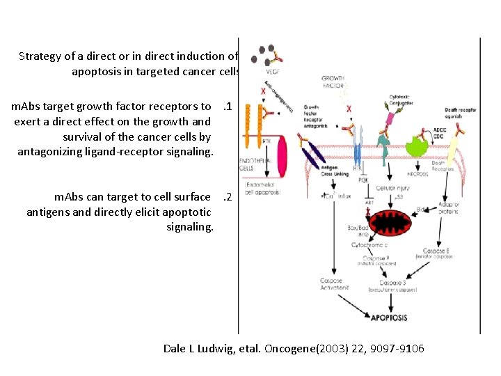 Strategy of a direct or in direct induction of apoptosis in targeted cancer cells