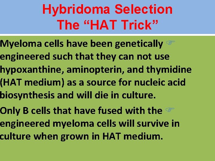 Hybridoma Selection The “HAT Trick” Myeloma cells have been genetically F engineered such that