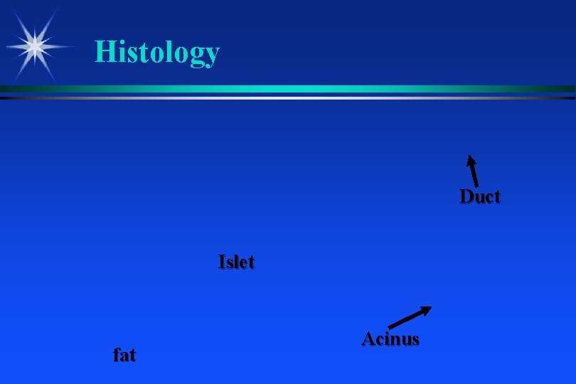Histology Duct Islet fat Acinus 