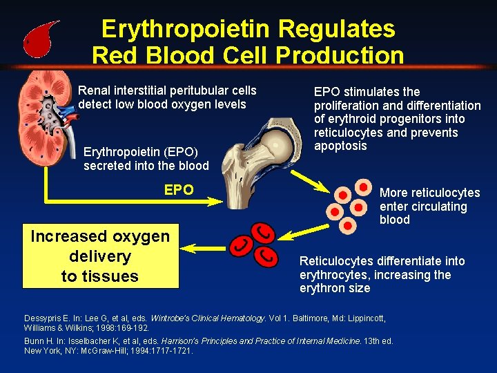 Erythropoietin Regulates Red Blood Cell Production Renal interstitial peritubular cells detect low blood oxygen