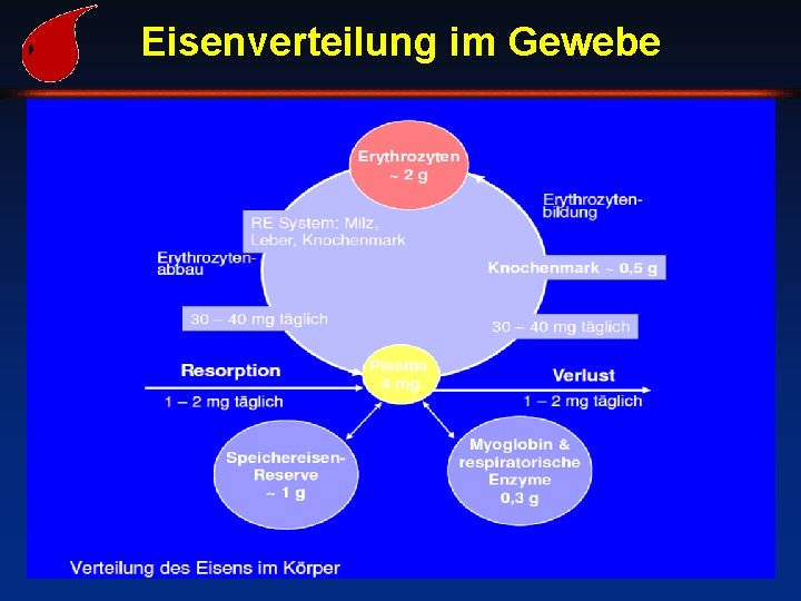 Eisenverteilung im Gewebe Duodenum (average, 1 -2 mg per day) Utilization Plasma transferrin (3