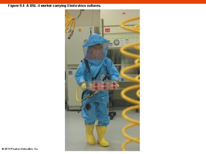 Figure 9. 4 A BSL-4 worker carrying Ebola virus cultures. © 2014 Pearson Education,
