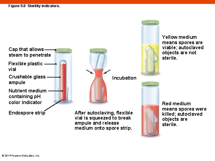 Figure 9. 8 Sterility indicators. Yellow medium means spores are viable; autoclaved objects are