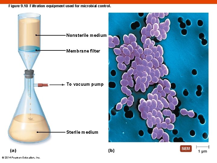 Figure 9. 10 Filtration equipment used for microbial control. Nonsterile medium Membrane filter To