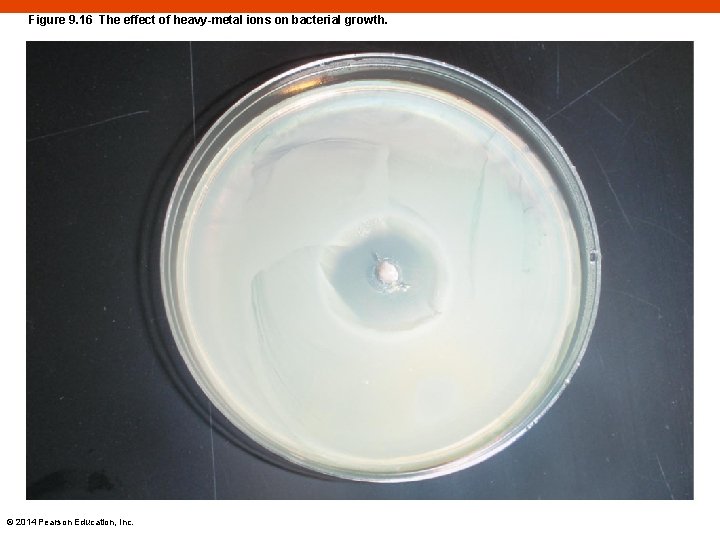Figure 9. 16 The effect of heavy-metal ions on bacterial growth. © 2014 Pearson