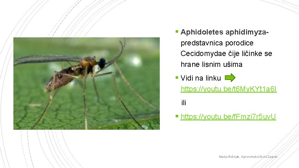 § Aphidoletes aphidimyzapredstavnica porodice Cecidomydae čije ličinke se hrane lisnim ušima § Vidi na