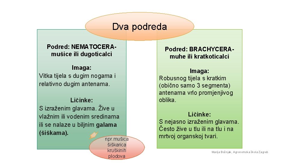 Dva podreda Podred: NEMATOCERAmušice ili dugoticalci Imaga: Vitka tijela s dugim nogama i relativno