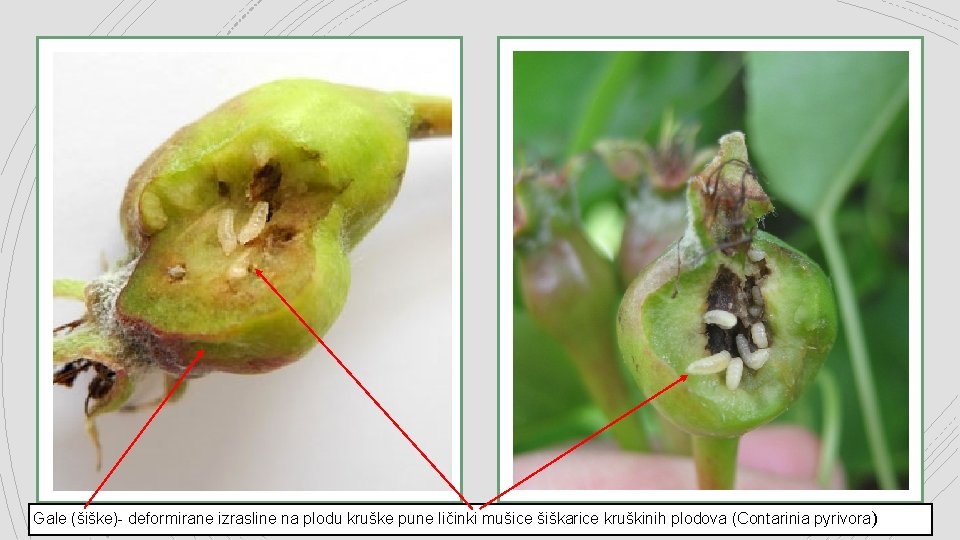 Gale (šiške)- deformirane izrasline na plodu kruške pune ličinki mušice šiškarice kruškinih plodova (Contarinia