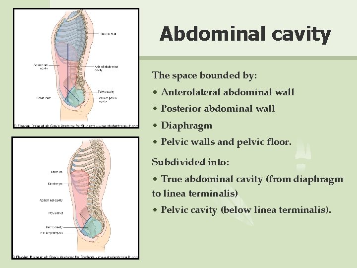 Abdominal cavity The space bounded by: • Anterolateral abdominal wall • Posterior abdominal wall