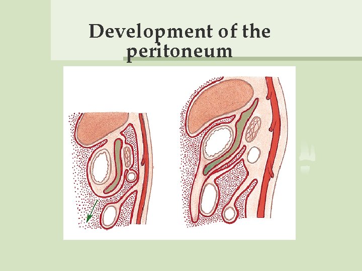 Development of the peritoneum 