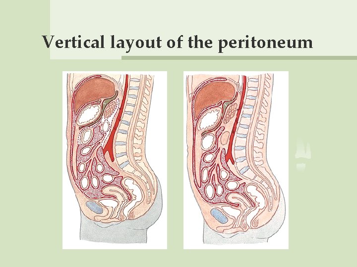 Vertical layout of the peritoneum 