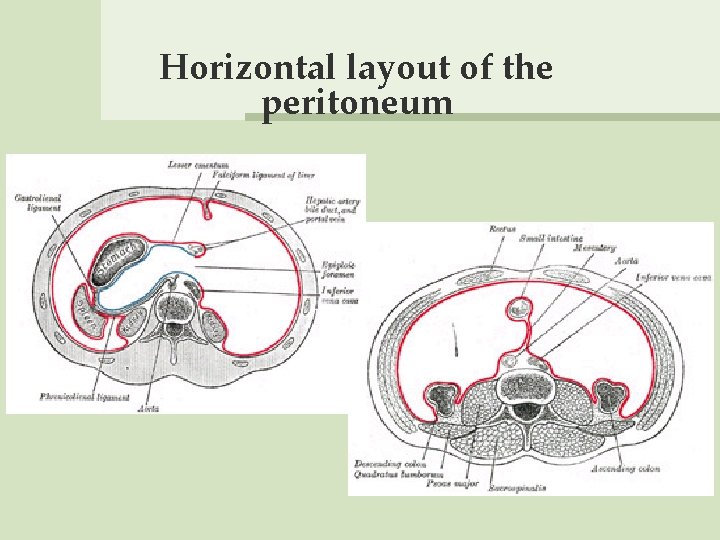 Horizontal layout of the peritoneum 