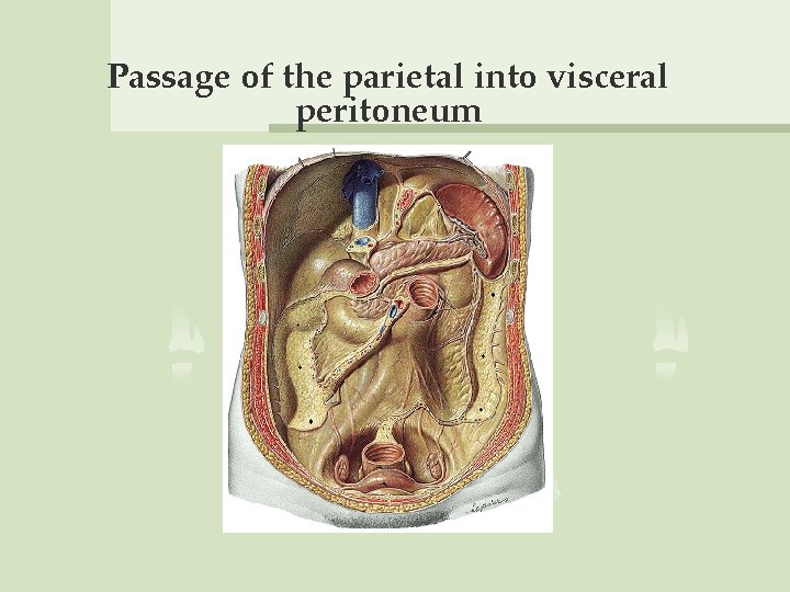 Passage of the parietal into visceral peritoneum 