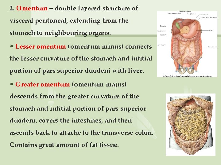 2. Omentum – double layered structure of visceral peritoneal, extending from the stomach to