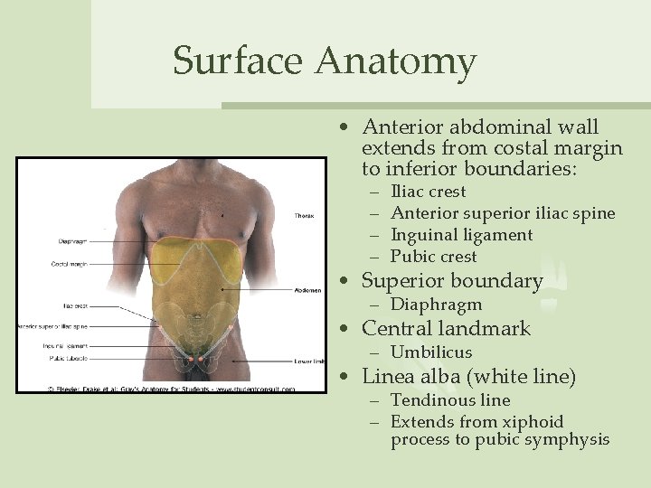 Surface Anatomy • Anterior abdominal wall extends from costal margin to inferior boundaries: –