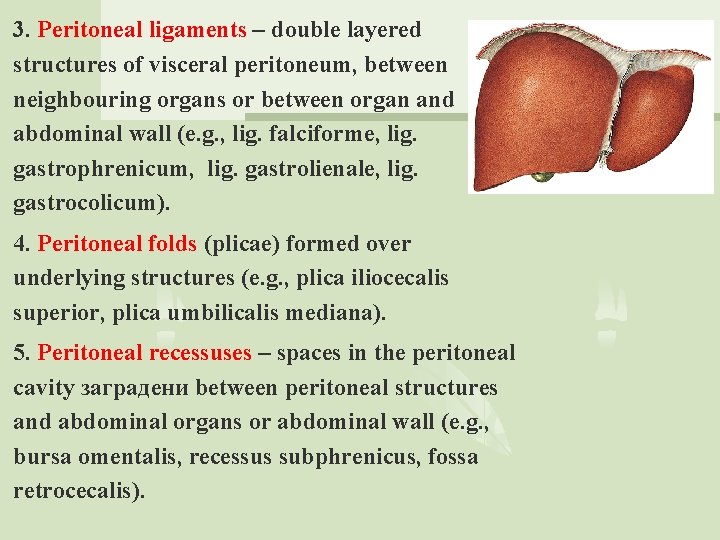 3. Peritoneal ligaments – double layered structures of visceral peritoneum, between neighbouring organs or