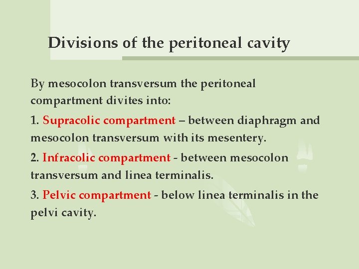 Divisions of the peritoneal cavity By mesocolon transversum the peritoneal compartment divites into: 1.