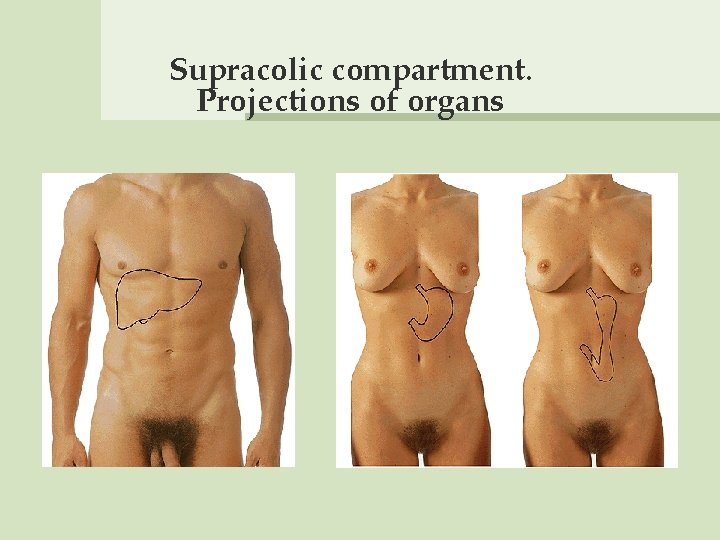 Supracolic compartment. Projections of organs 