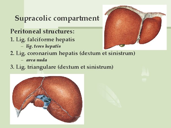 Supracolic compartment Peritoneal structures: 1. Lig. falciforme hepatis – lig. teres hepatis 2. Lig.