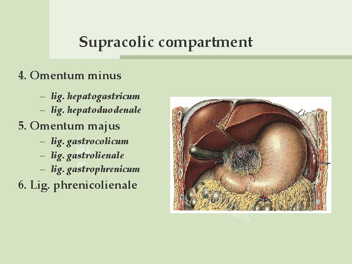 Supracolic compartment 4. Omentum minus – lig. hepatogastricum – lig. hepatoduodenale 5. Omentum majus