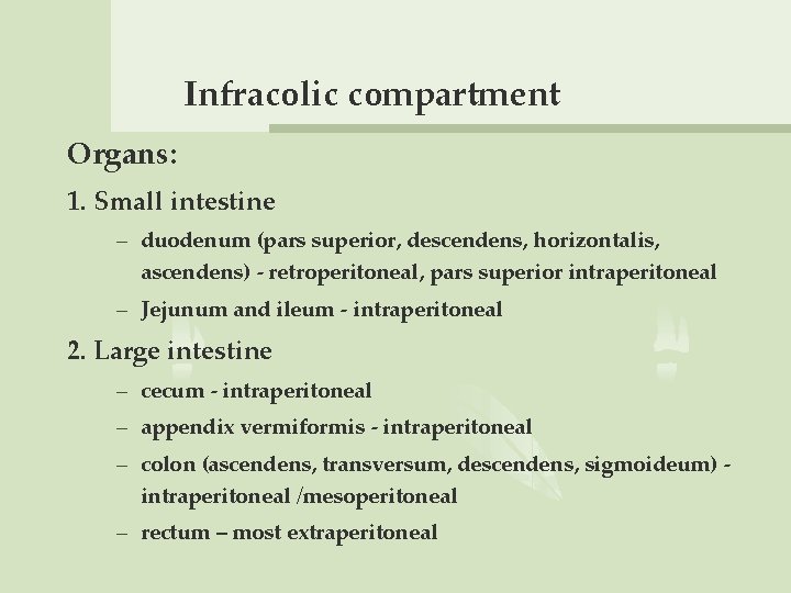 Infracolic compartment Organs: 1. Small intestine – duodenum (pars superior, descendens, horizontalis, ascendens) -