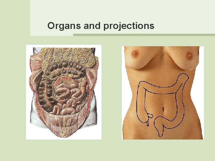 Organs and projections 