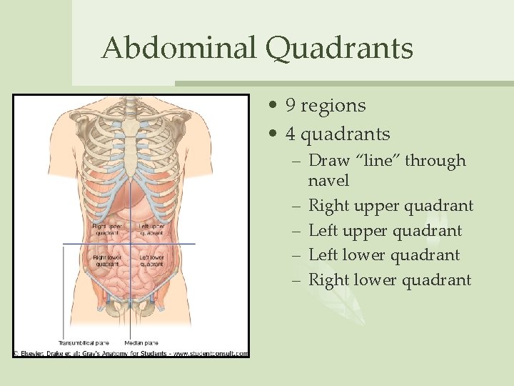 Abdominal Quadrants • 9 regions • 4 quadrants – Draw “line” through navel –