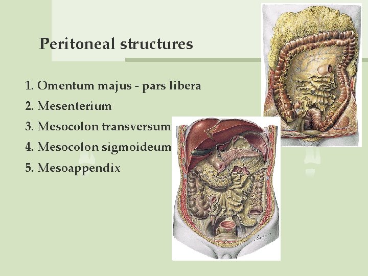Peritoneal structures 1. Omentum majus - pars libera 2. Mesenterium 3. Mesocolon transversum 4.