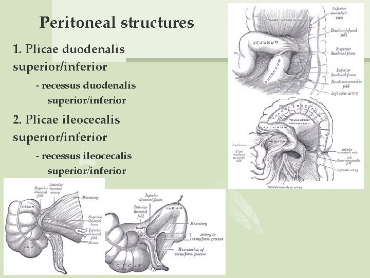 Peritoneal structures 1. Plicae duodenalis superior/inferior - recessus duodenalis superior/inferior 2. Plicae ileocecalis superior/inferior