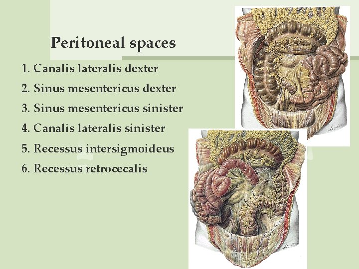 Peritoneal spaces 1. Canalis lateralis dexter 2. Sinus mesentericus dexter 3. Sinus mesentericus sinister