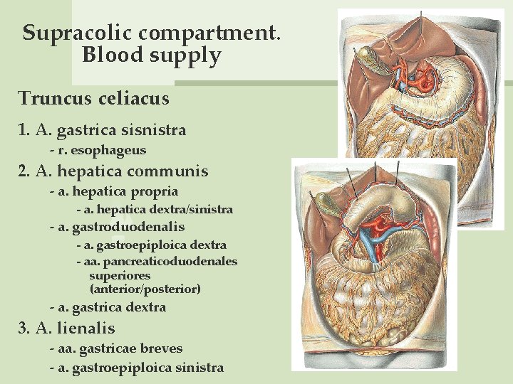 Supracolic compartment. Blood supply Truncus celiacus 1. A. gastrica sisnistra - r. esophageus 2.