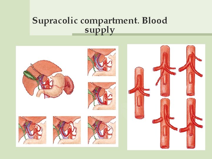 Supracolic compartment. Blood supply 