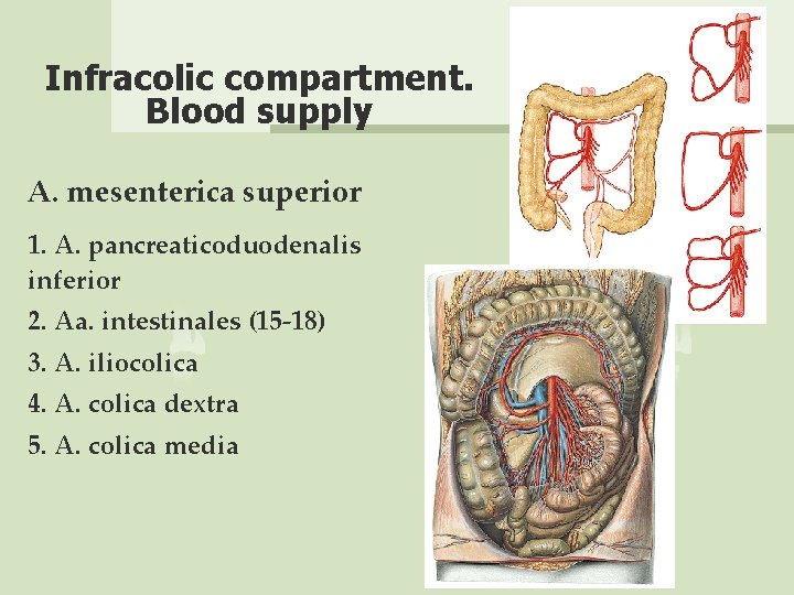Infracolic compartment. Blood supply A. mesenterica superior 1. A. pancreaticoduodenalis inferior 2. Aa. intestinales