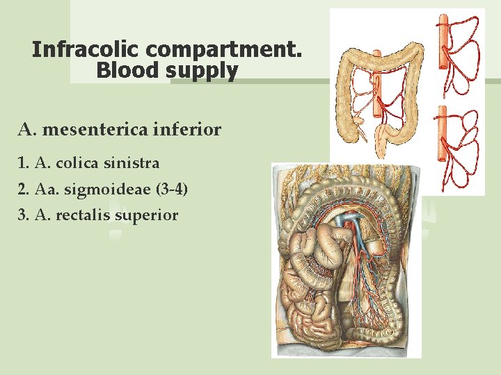 Infracolic compartment. Blood supply A. mesenterica inferior 1. A. colica sinistra 2. Aa. sigmoideae