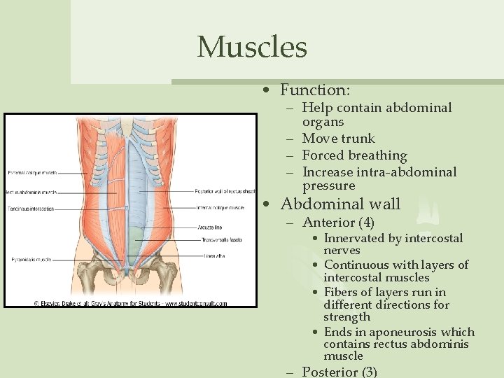 Muscles • Function: – Help contain abdominal organs – Move trunk – Forced breathing