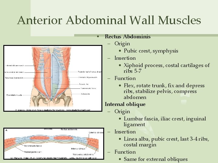 Anterior Abdominal Wall Muscles Rectus Abdominis – Origin • Pubic crest, symphysis – Insertion