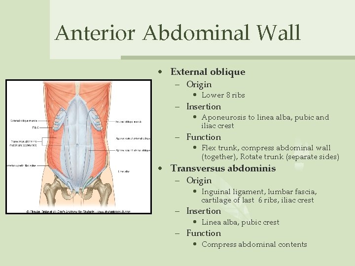 Anterior Abdominal Wall • External oblique – Origin • Lower 8 ribs – Insertion