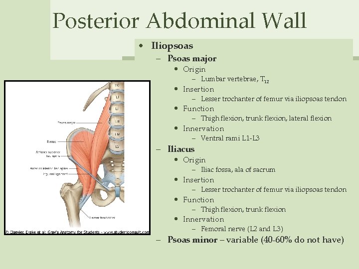Posterior Abdominal Wall • Iliopsoas – Psoas major • Origin – Lumbar vertebrae, T