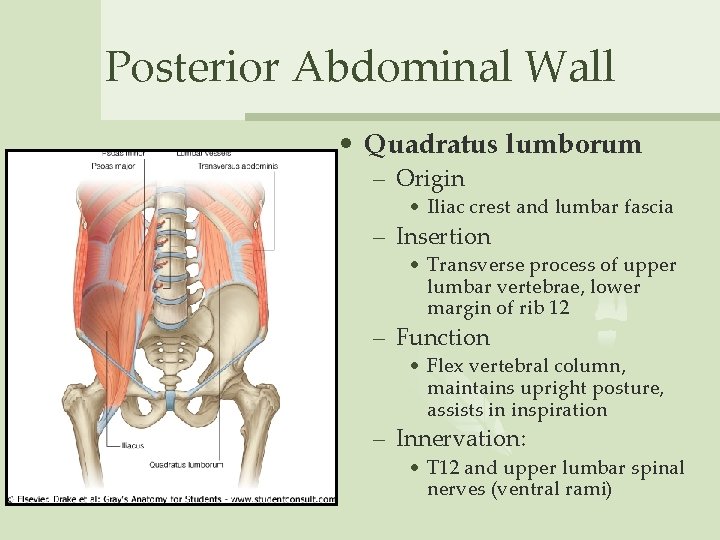 Posterior Abdominal Wall • Quadratus lumborum – Origin • Iliac crest and lumbar fascia