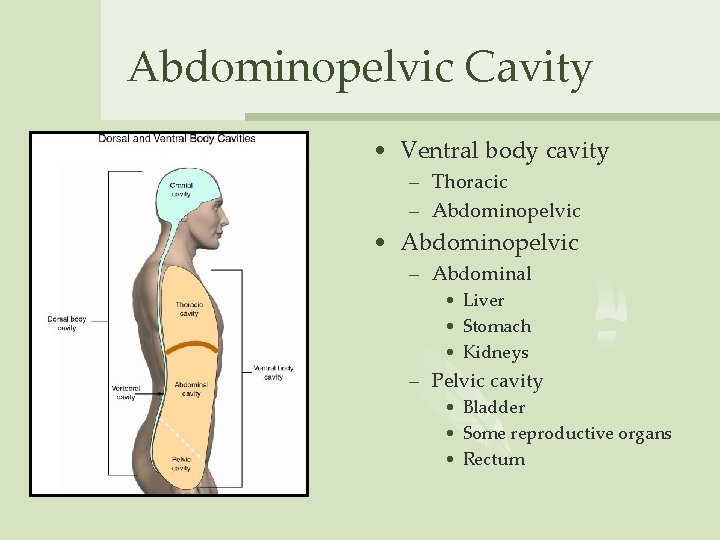 Abdominopelvic Cavity • Ventral body cavity – Thoracic – Abdominopelvic • Abdominopelvic – Abdominal