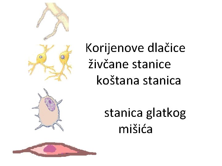 Korijenove dlačice živčane stanice koštana stanica glatkog mišića 