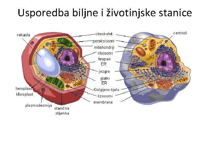 Usporedba biljne i životinjske stanice 