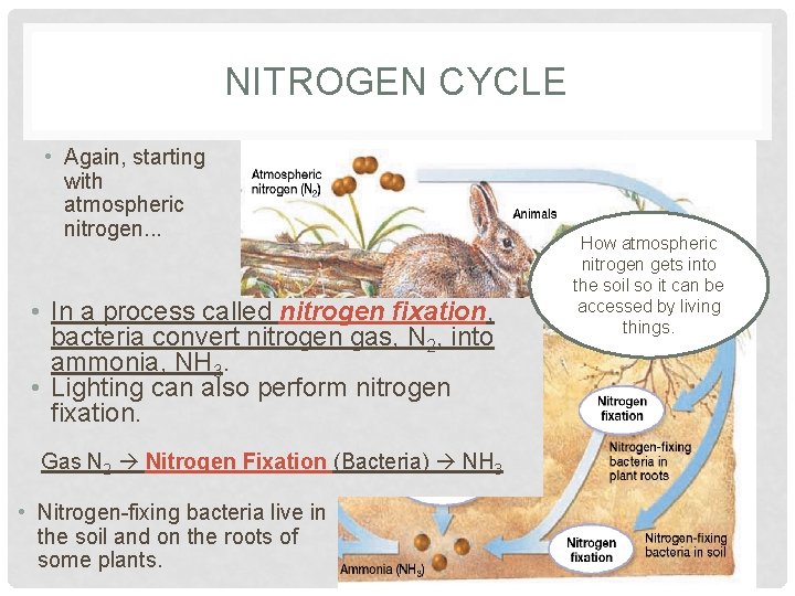 NITROGEN CYCLE • Again, starting with atmospheric nitrogen. . . • In a process