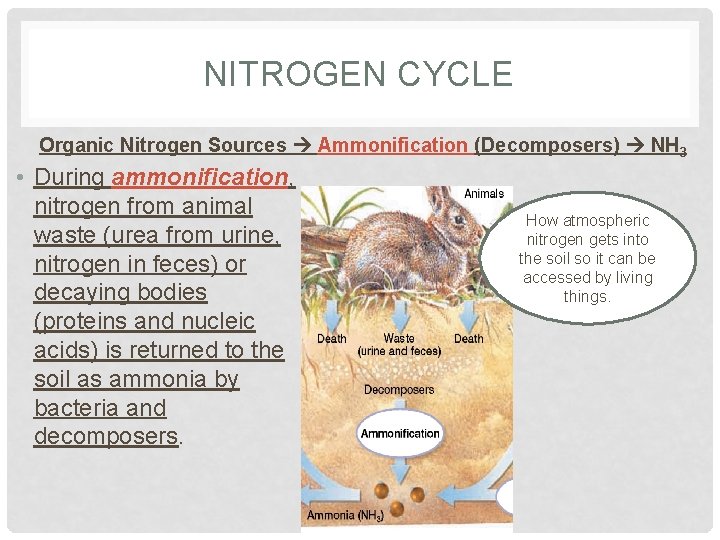 NITROGEN CYCLE Organic Nitrogen Sources Ammonification (Decomposers) NH 3 • During ammonification, nitrogen from