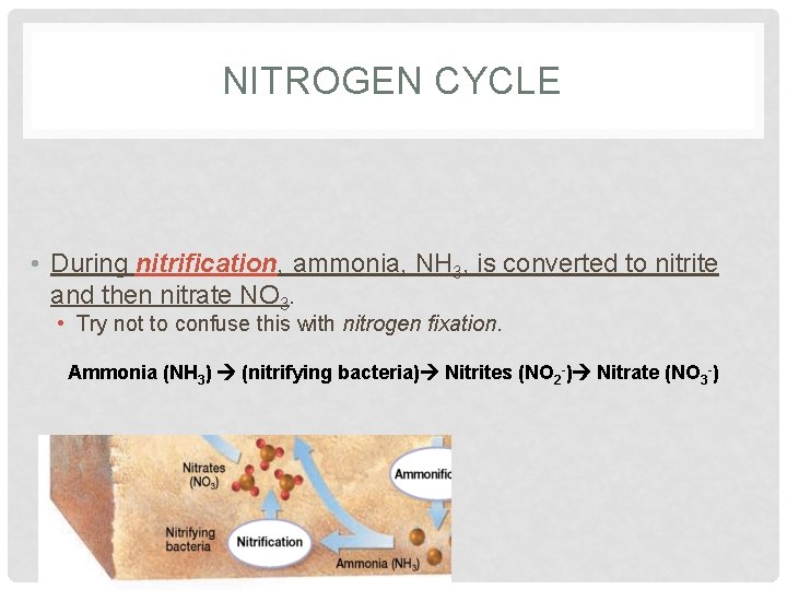 NITROGEN CYCLE • During nitrification, ammonia, NH 3, is converted to nitrite and then