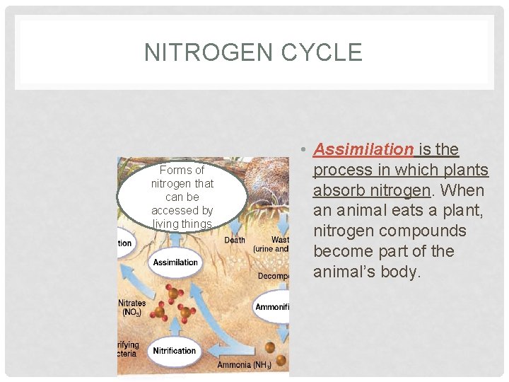 NITROGEN CYCLE Forms of nitrogen that can be accessed by living things • Assimilation