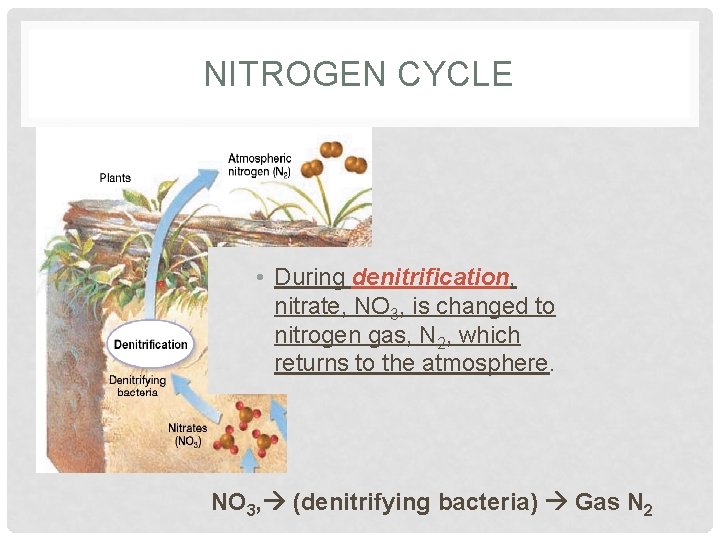 NITROGEN CYCLE • During denitrification, nitrate, NO 3, is changed to nitrogen gas, N