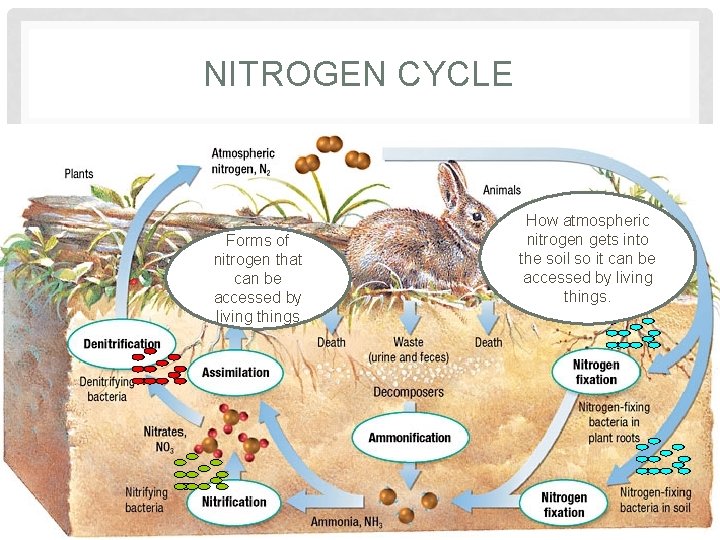NITROGEN CYCLE Forms of nitrogen that can be accessed by living things How atmospheric